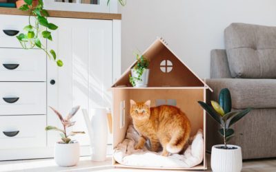 How to Care for Your Pets During Your Remodel