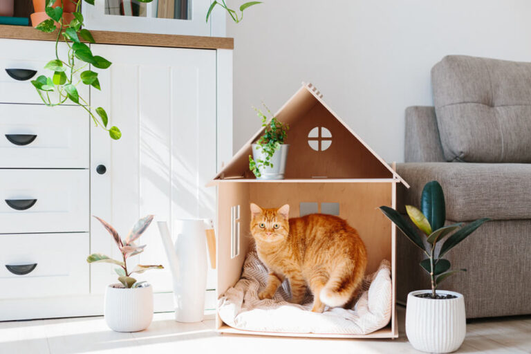 Cat in wooden cat house